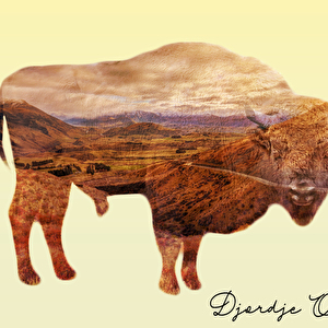 BisonDB.jpg