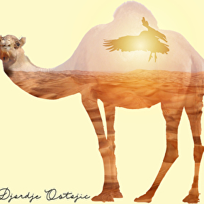 CamelDB.jpg